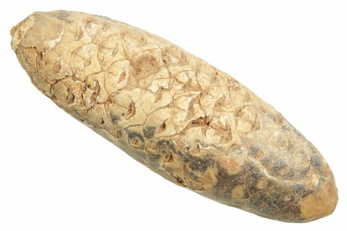 Fossil Cycadophyte Seed Cone - Boujdour, Morocco #348990